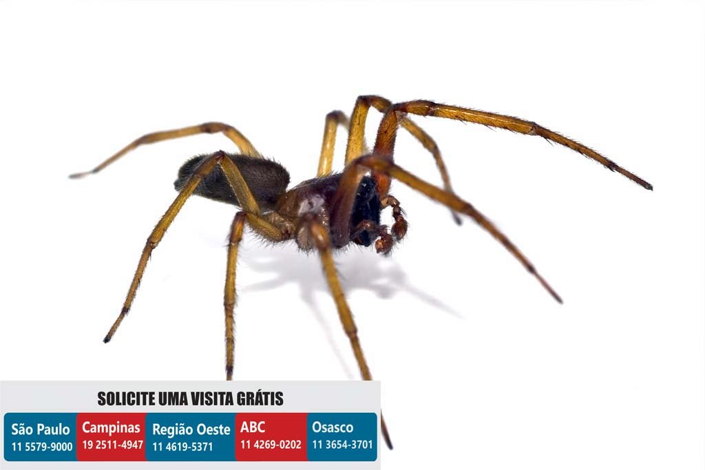 dedetizadora dedetizacao aranhas