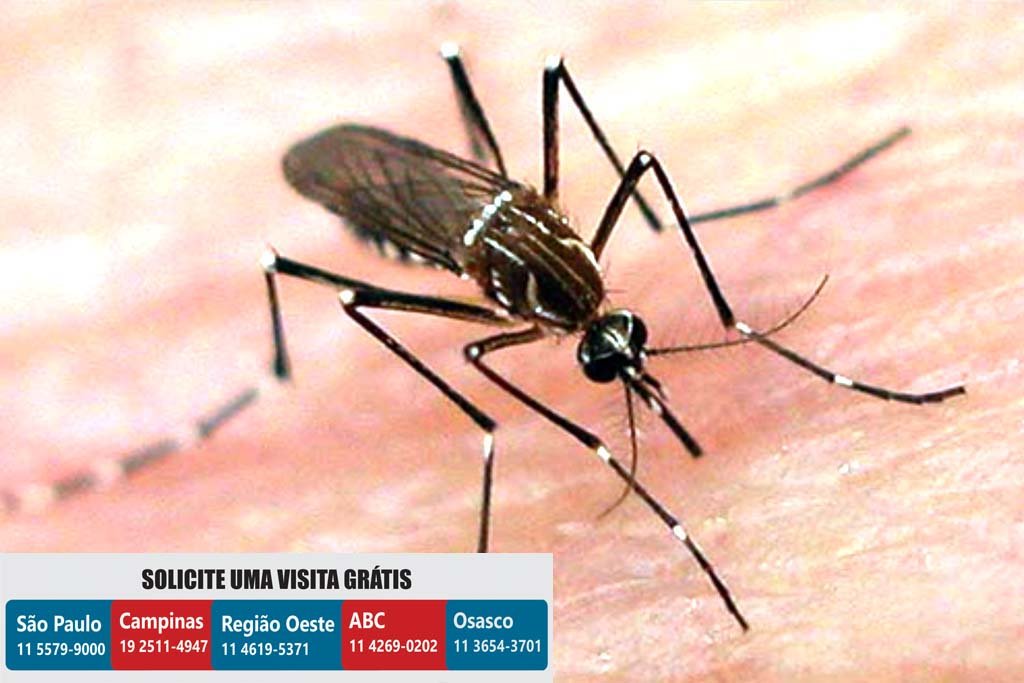 dedetizadora dedetizacao dengue