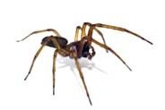dedetizadora dedetizacao aranhas