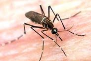 dedetizadora dedetizacao dengue