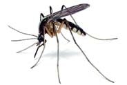 dedetizadora dedetizacao mosquitos