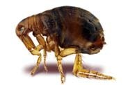 dedetizadora dedetizacao pulgas